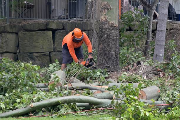 Best Hazardous Tree Removal  in USA